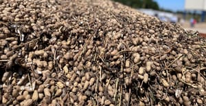 peanut-wagon-buying-point-GA-2022-3-aa.jpg peanut-wagon-buying-point-GA-2022-3-aa.jpg