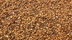 Almonds Almonds