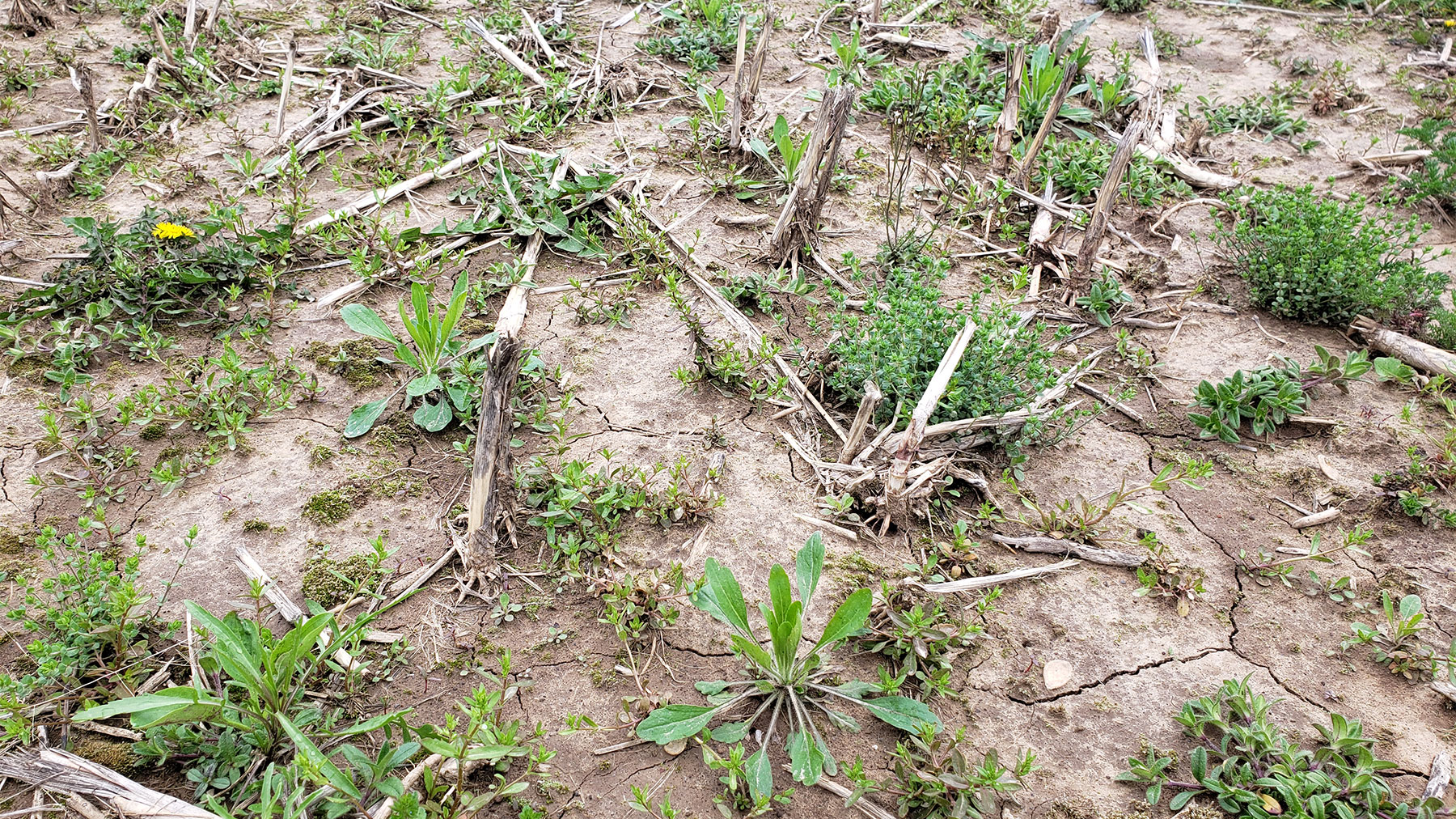 A field with weeds