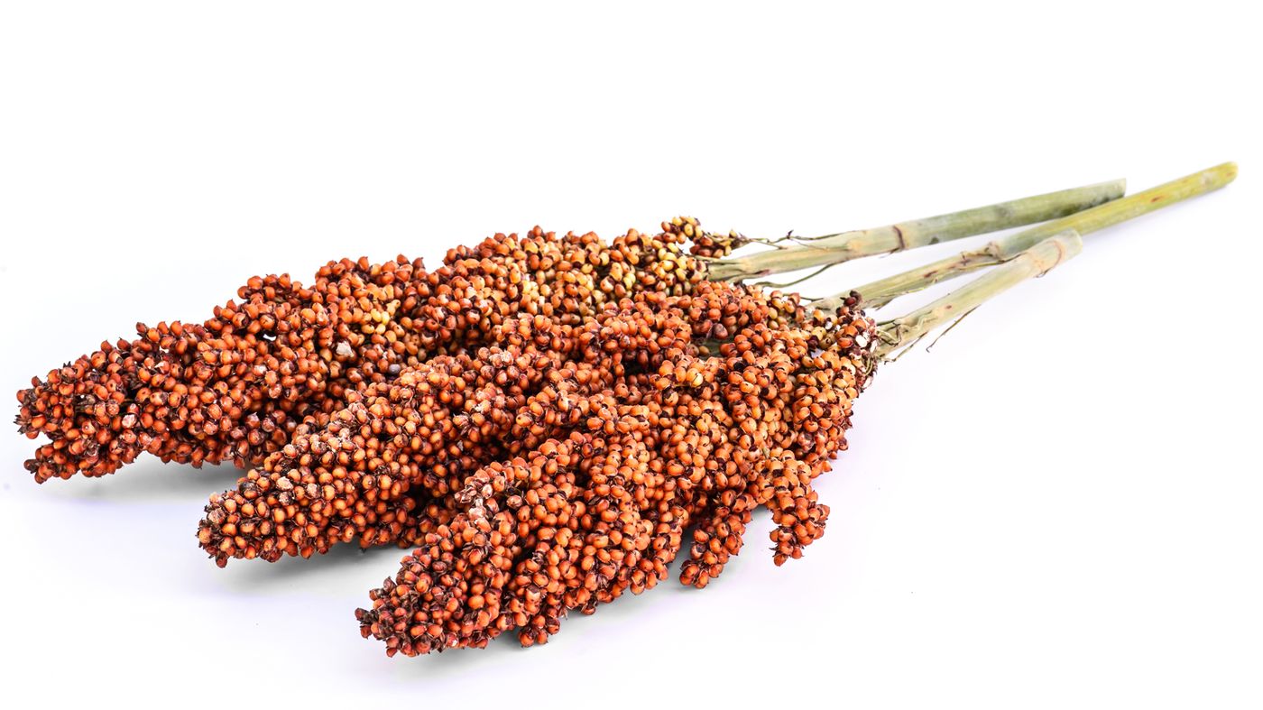 sorghum isolated on white background sorghum isolated on white background