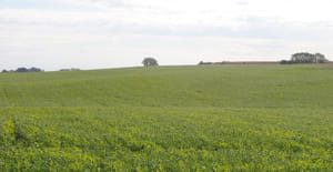 Field of cover crops Field of cover crops